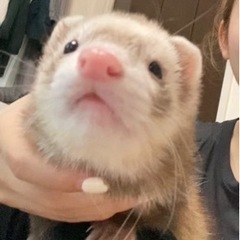 フェレット ♂ 1歳1ヶ月
