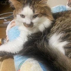 急募です！！男の子です！