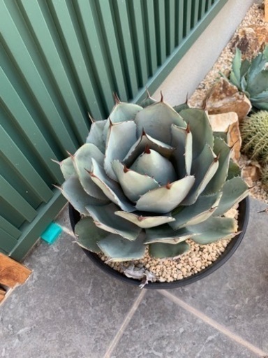 パリー　トランカータ　トルンカータ　アガベ　熊本