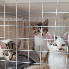 生後1.5～2ヶ月くらいの兄妹猫ちゃん
