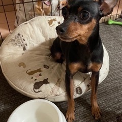 【迷子犬】埼玉県内でミニチュアピンシャーを探しています。