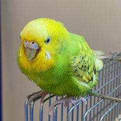 セキセイインコの里親募集