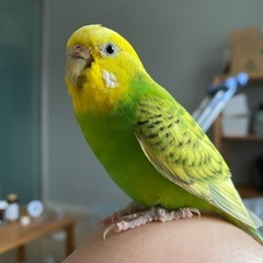 セキセイインコの里親募集 - 富士市