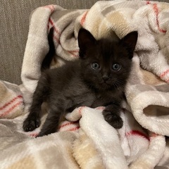 ☆希少な黒虎子猫,里親さん募集☆