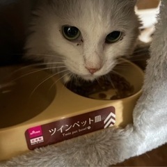 マンチカン6歳里親募集