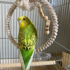 セキセイインコの里親募集 - 里親募集