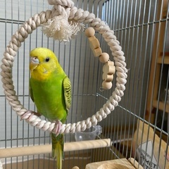 セキセイインコの里親募集 − 静岡県
