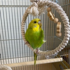 セキセイインコの里親募集 - その他