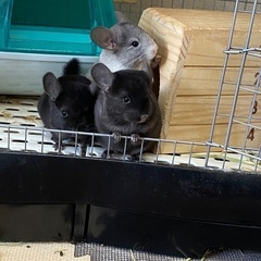 小動物　チンチラの里親募集