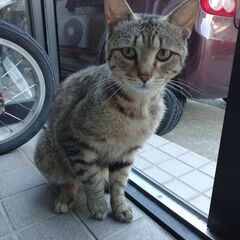 家族になってくだい