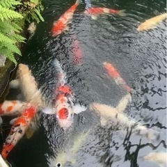 錦鯉　30センチ以上　4〜50匹