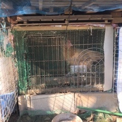鶏譲ります。