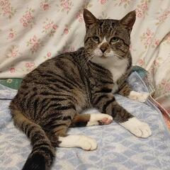 食いしん坊ですが落ちついた猫です。