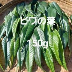 無農薬ビワの葉です！(^-^)/