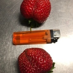 【完売】苺苗5株 植木鉢 セット いちご苗 イチゴ苗