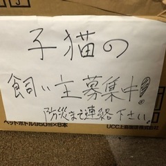 生後4.5ヶ月くらいの雄ニャンコ(ベガ)