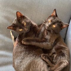 シンバ・レオ　里親決定 - いわき市