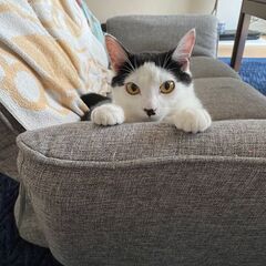 かつら君です。頭の模様がおしゃれです