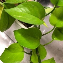 観葉植物　ポトス　切り枝の画像