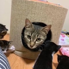 野良猫支援お願いします（広島市内近郊のみ）