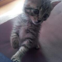子猫の里親を募集しています。