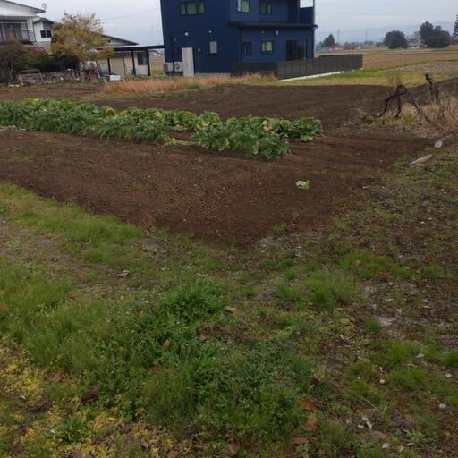 畑貸します。家庭菜園に 約100坪