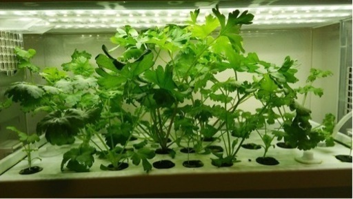 水耕栽培セット　子供の食育に