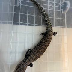 【受付停止中】ソロンアオジタトカゲ60cm程度