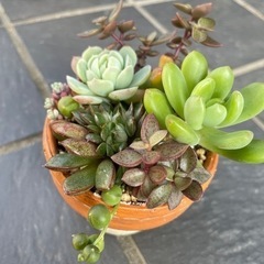 多肉寄植え　ステンシル鉢　オレンジの画像