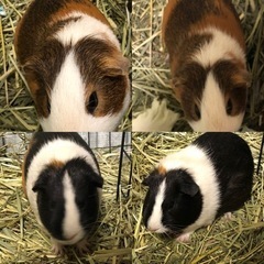 1歳のモルモット　オスとメスの２匹の里親さん募集