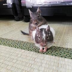 小動物ネットワーク - メンバー募集