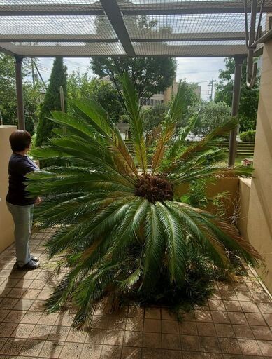 50年物の蘇鉄（ソテツ）