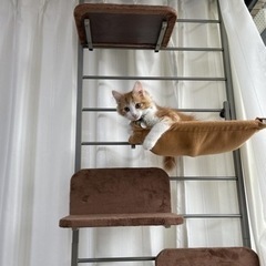 【お取引先が決まりました】キャットタワー