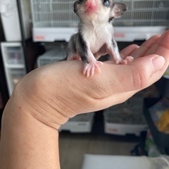 フクロモモンガ モザイクヘテロリューシorプラチナ