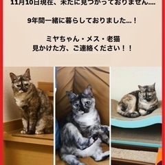 メスの老猫