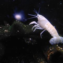 白ザリガニの画像