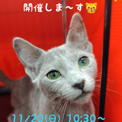 8/30生ロシアンブルー♂ (トライアウト猫)