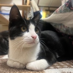 トライアル決定⭐︎一旦ストップします。短足　白黒オス　4ヶ月