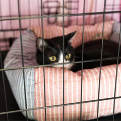 第２２回保護猫譲渡会in帝人会館 - 展示会
