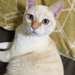 里親様決定 生後6か月くらいのオス猫 