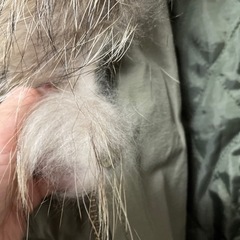 ヘザー☆ファー付きショートモッズコートの画像