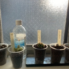 サボテンを無料で差し上げます。