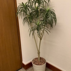 人工観葉植物　高さ約160cmくらい