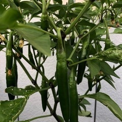 徳島唐辛子同好会メンバー募集