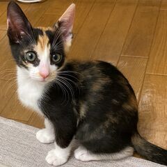 ☆キラキラお目目がCute ミケ女子☆