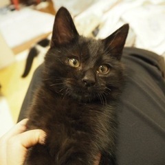 なれなれ黒猫♂だい