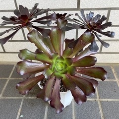 多肉植物、黒法師2鉢セット販売！