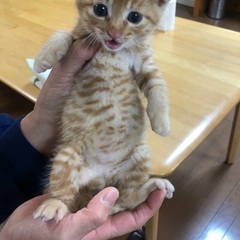 1ヶ月子猫（♂）