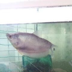 熱帯魚/グラミー