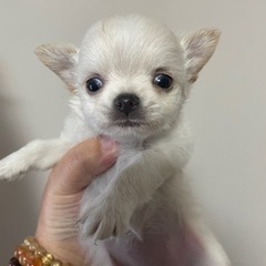 可愛いチワワ産まれています❣️